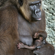 Image for article titled Happy Mother's Day To All Creatures, Great And Small